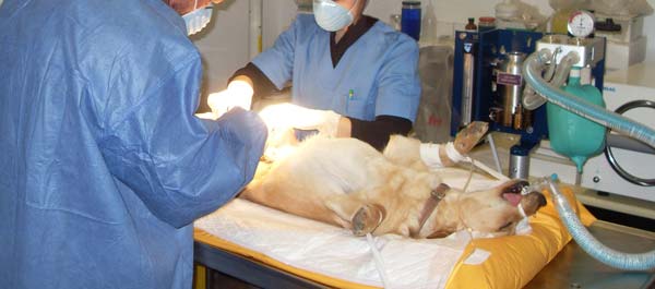 perro anestiaso en la Clínica Veterinaria Victor Serena