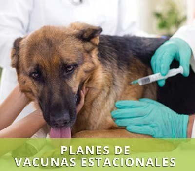 Vacuna a tu mascota en Hellín