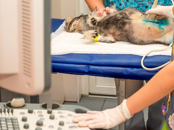 Diagnóstico por imagen, ecografía para perros y gatos en Hellín Albacete