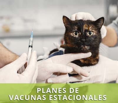 Vacunas estacionales para mascotas
